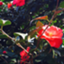 id:omuraisu0