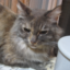 onecat01