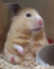 id:onodasyoui