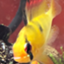 id:osakana-tengoku