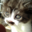id:osake-pochiko