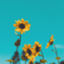 id:oshigemi
