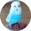 id:otarunopapa