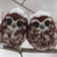 id:oterusan