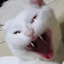 otikomi_33