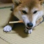 id:owataimi