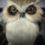 id:owl-08