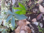 id:ozgardener