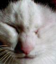 id:pantsu-cat