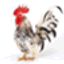 rooster