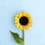 id:papipirka