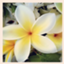 id:passionplumeria