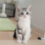 id:pegneko
