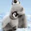 id:penguin312096
