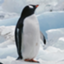 id:penguin46