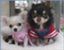 petshop_partner