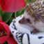 id:pettankohedgehog
