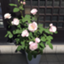 id:picnictea