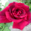 id:pierina-rose