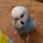 id:piko-taro