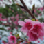 id:ping_guo_pai
