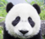 id:pingu_taro