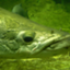 id:pirarucuru