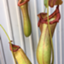 id:pitcherplant