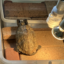 id:pleiades0163