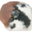 id:pleiades03