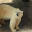 id:polarbear_ice