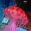 id:ponkanmikan