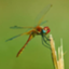 id:ponta-insects