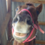 id:pony-yasu