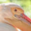 id:pppelican