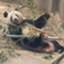 id:psy-panda