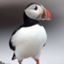id:puffinpiano