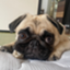 id:pug57235