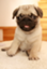id:pughug