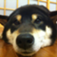 pukchi