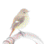 purebird