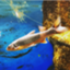 id:qpbd