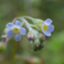 id:quercusacorn