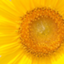 id:queseraserasera