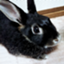 id:rabbit_runa