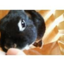 id:rabbitbase