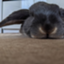 id:rabbittail-ko