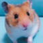id:rigaku-seikei-channel