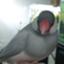 id:rinopipapipa