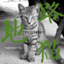 id:rojineko-lily